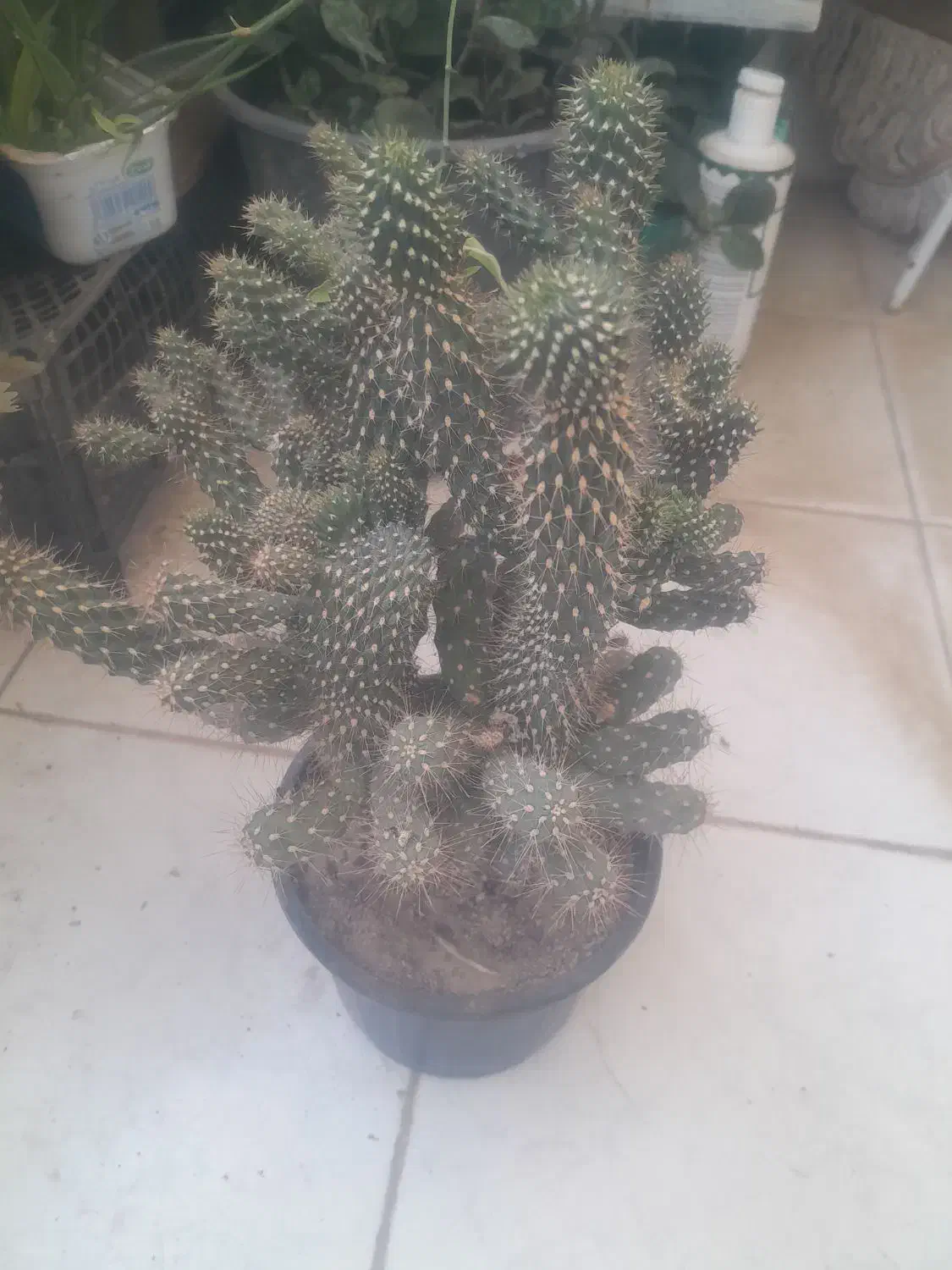 گل طبیعی.کاکتوس.حسن یوسف.قاشقی و.|گل و گیاه طبیعی|گلبهار, شهر جدید گلبهار|دیوار