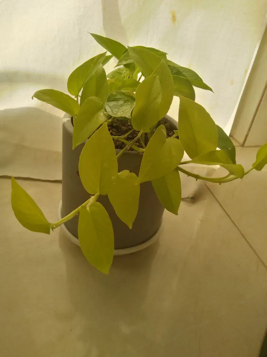 وسایل خانه در|لباس|لاهیجان, آهندان|دیوار