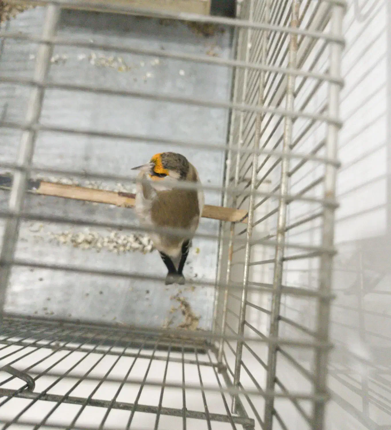 سهره دورگ|پرنده|فردیس, قریشی|دیوار