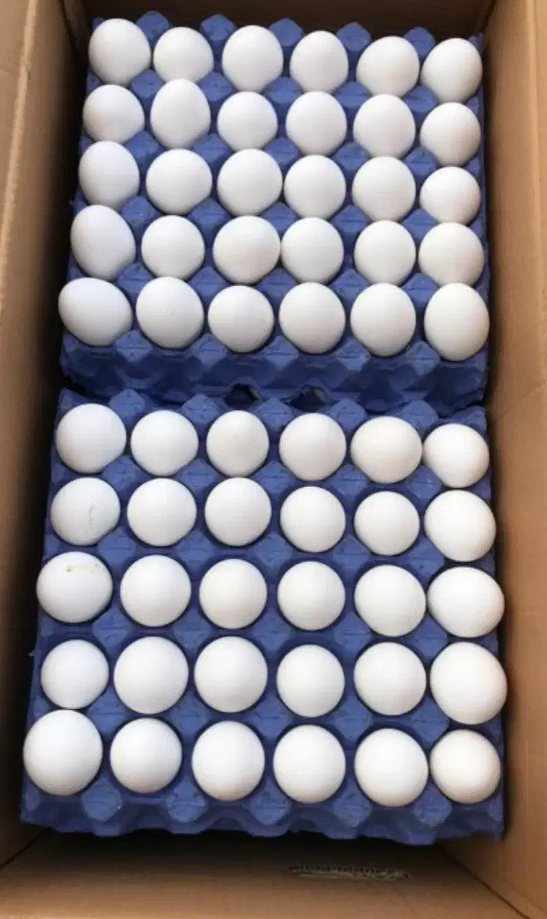 پخش تخم مرغ روز تازه و با کیفیت|خوردنی و آشامیدنی|تهران, مولوی|دیوار