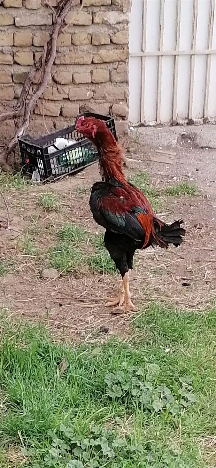 خروس لاری|حیوانات مزرعه|مرند, |دیوار