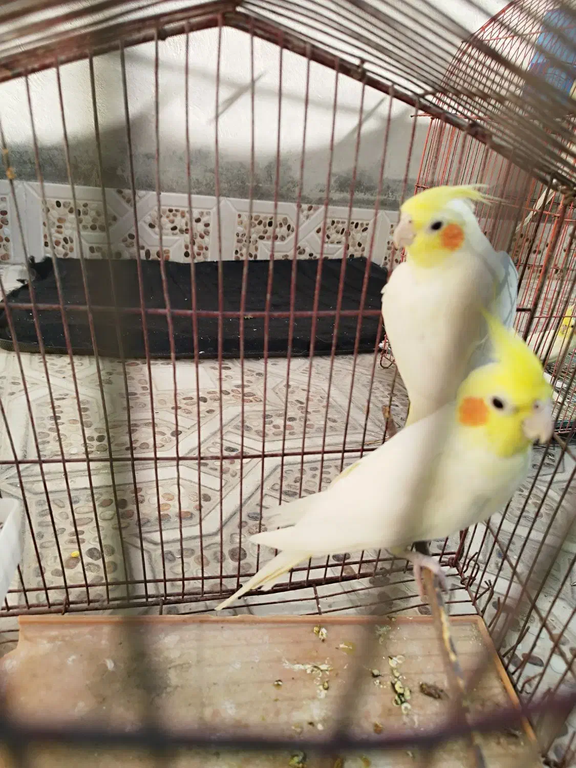 یک جفت عروس هلندی|پرنده|حاجی آباد, |دیوار