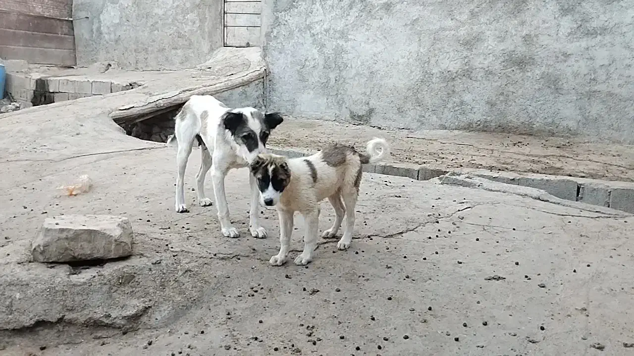 ماده گمشده|حیوانات|بجنورد, |دیوار