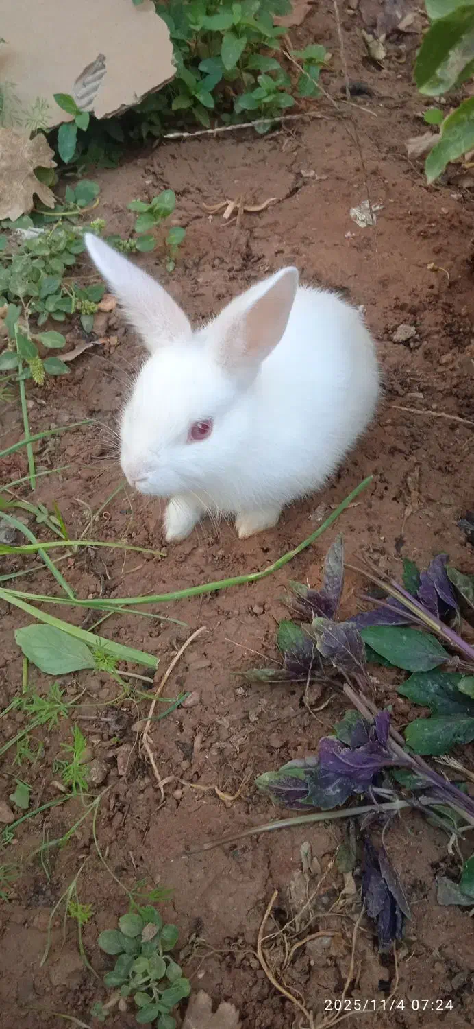 بچه خرگوش اهلی|موش و خرگوش|اسفراین, |دیوار