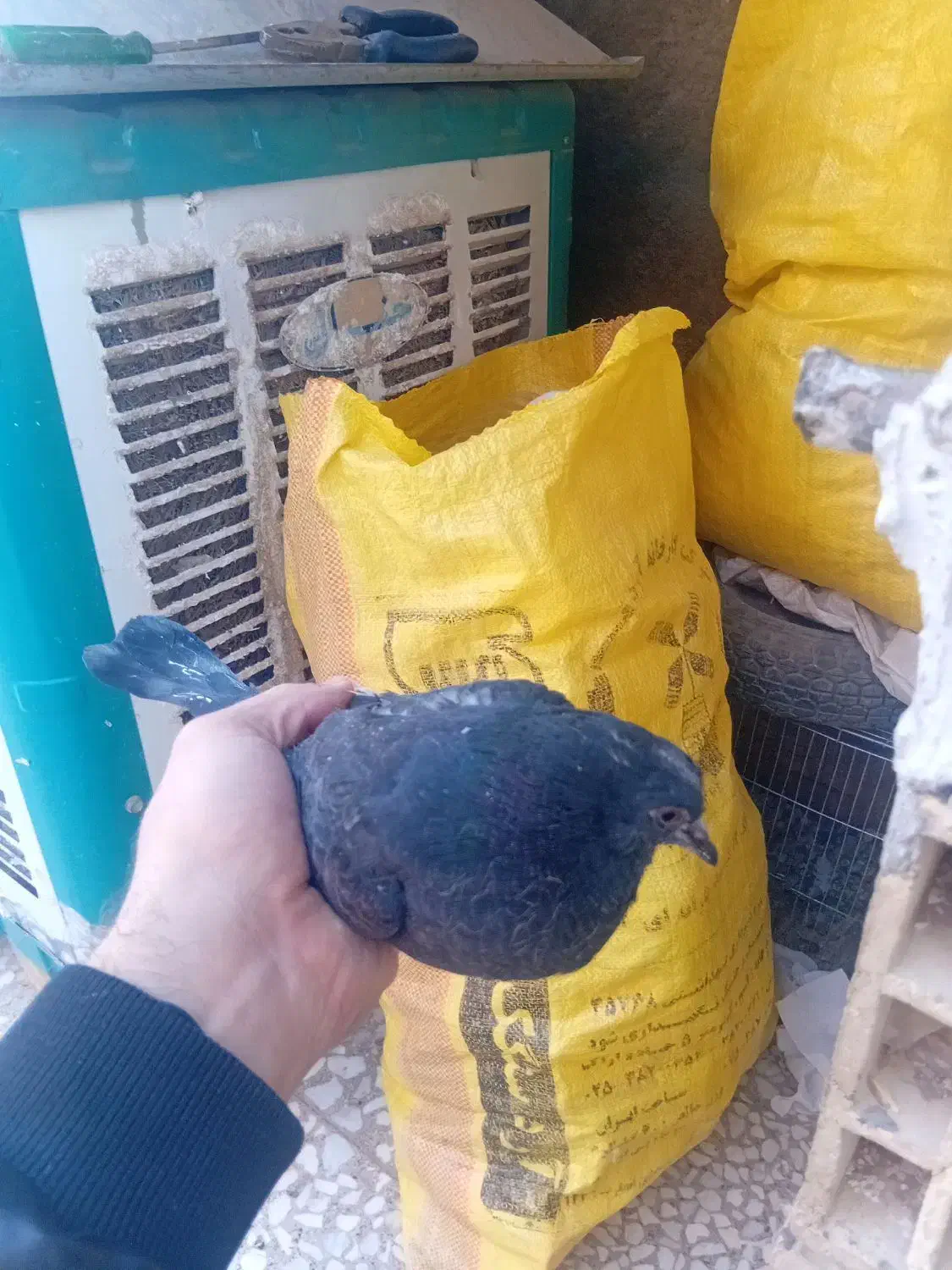 جوجه جیروماده طوقی|پرنده|قم, ولیعصر|دیوار