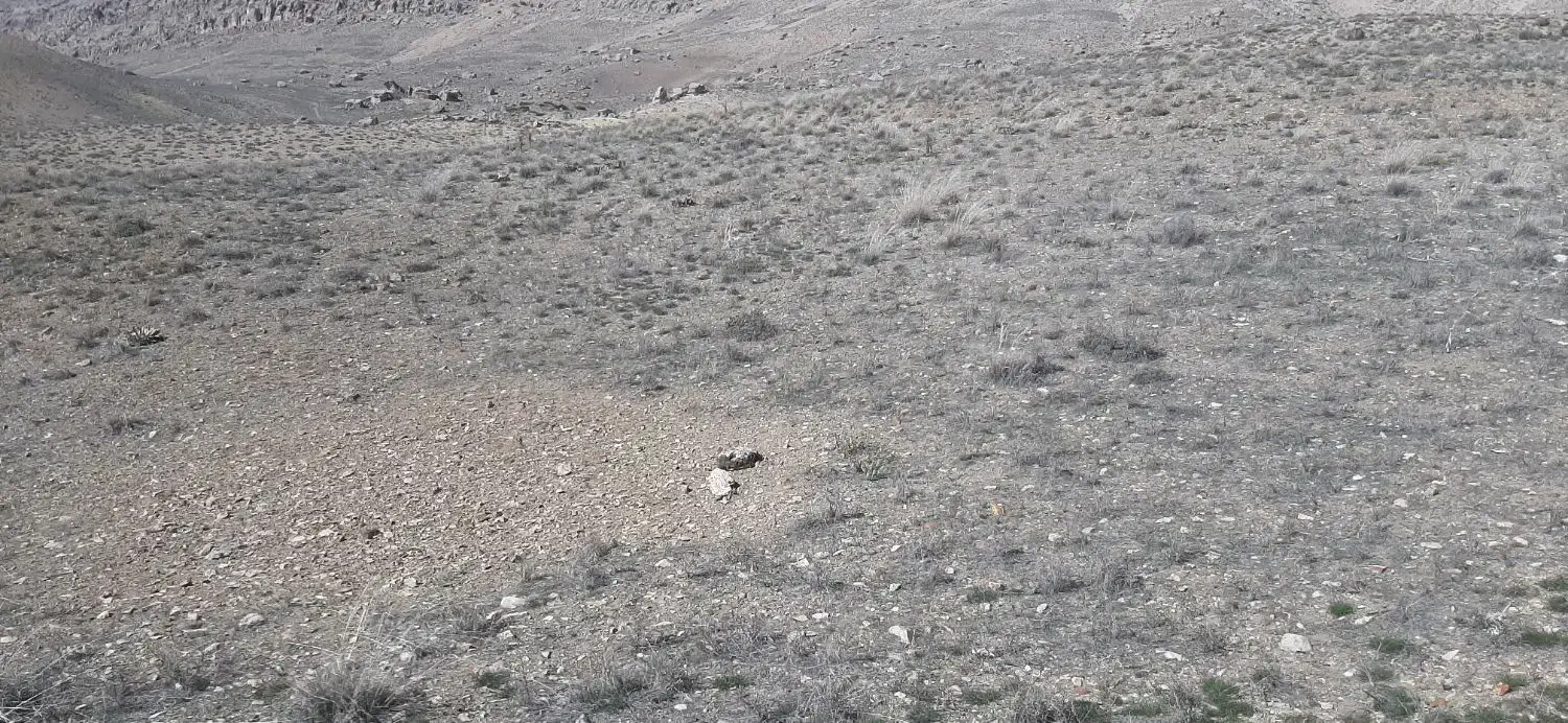 شراکت برای کاشت سیر|خدمات باغبانی و درختکاری|خنجین, |دیوار