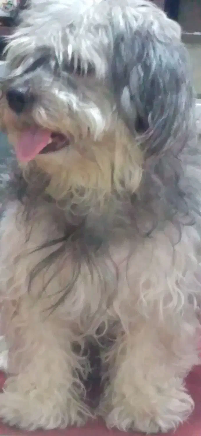 شیتزو نر|سگ|بندرعباس, |دیوار