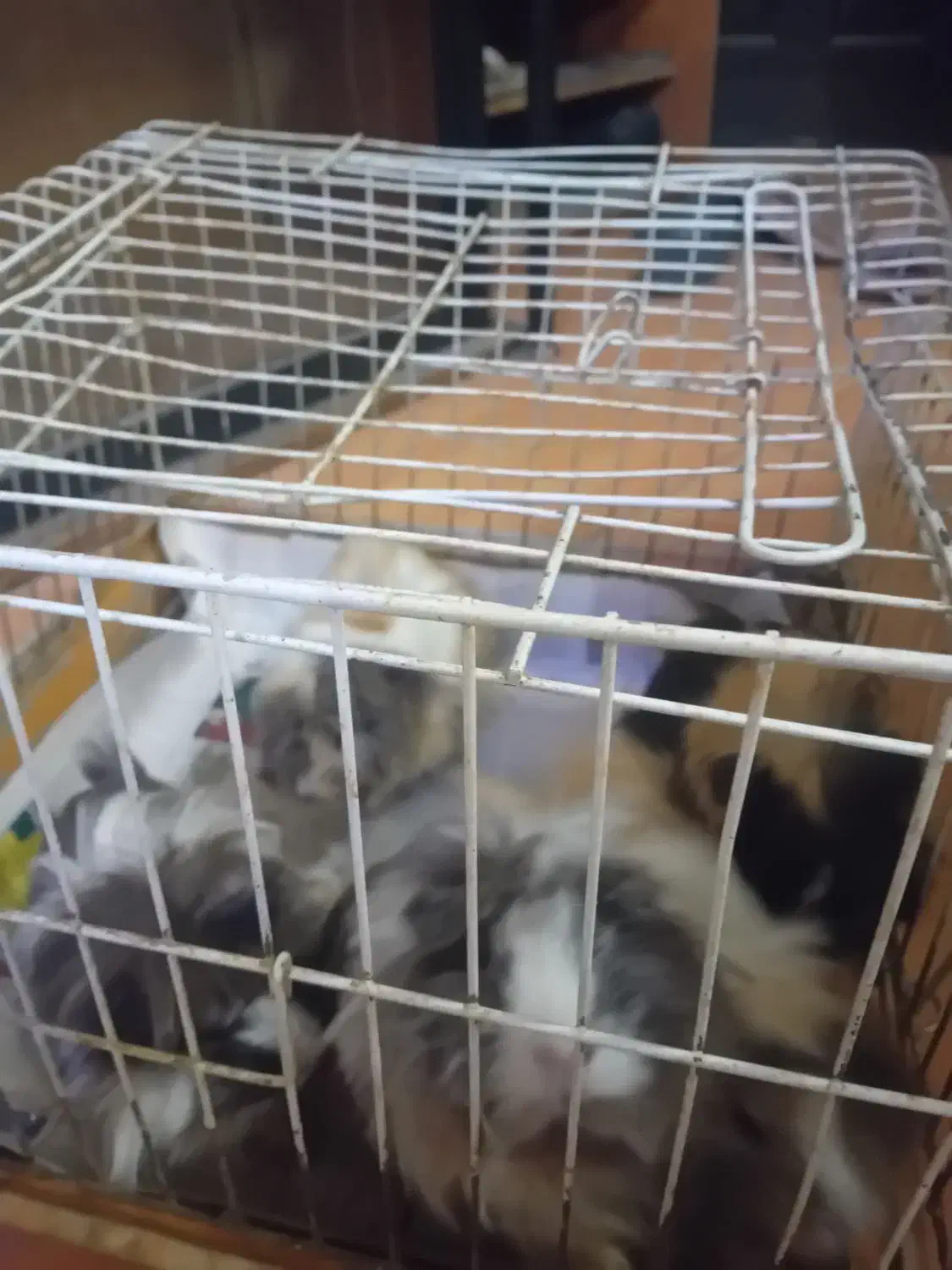 خوکچه هندی|موش و خرگوش|مشهد, مشکینی (شهرک غرب)|دیوار