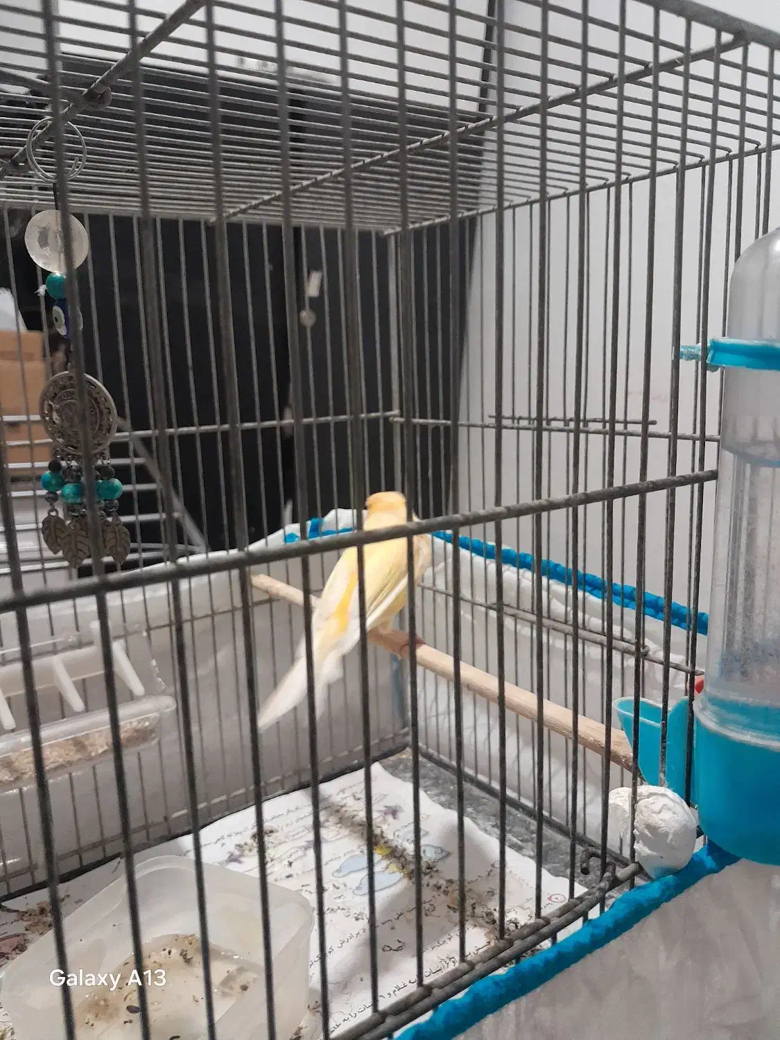 قناری|پرنده|پاکدشت, پاکدشت (مامازند)|دیوار