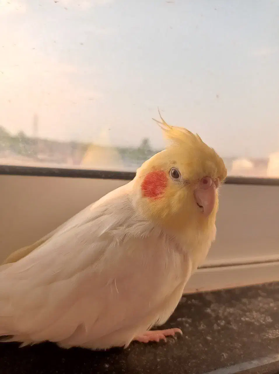 فروش عروس هلندی|پرنده|رضوانشهر, |دیوار