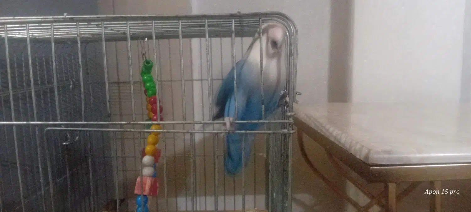 طوطی برزیلی|پرنده|قرچک, شهرک طلائیه|دیوار