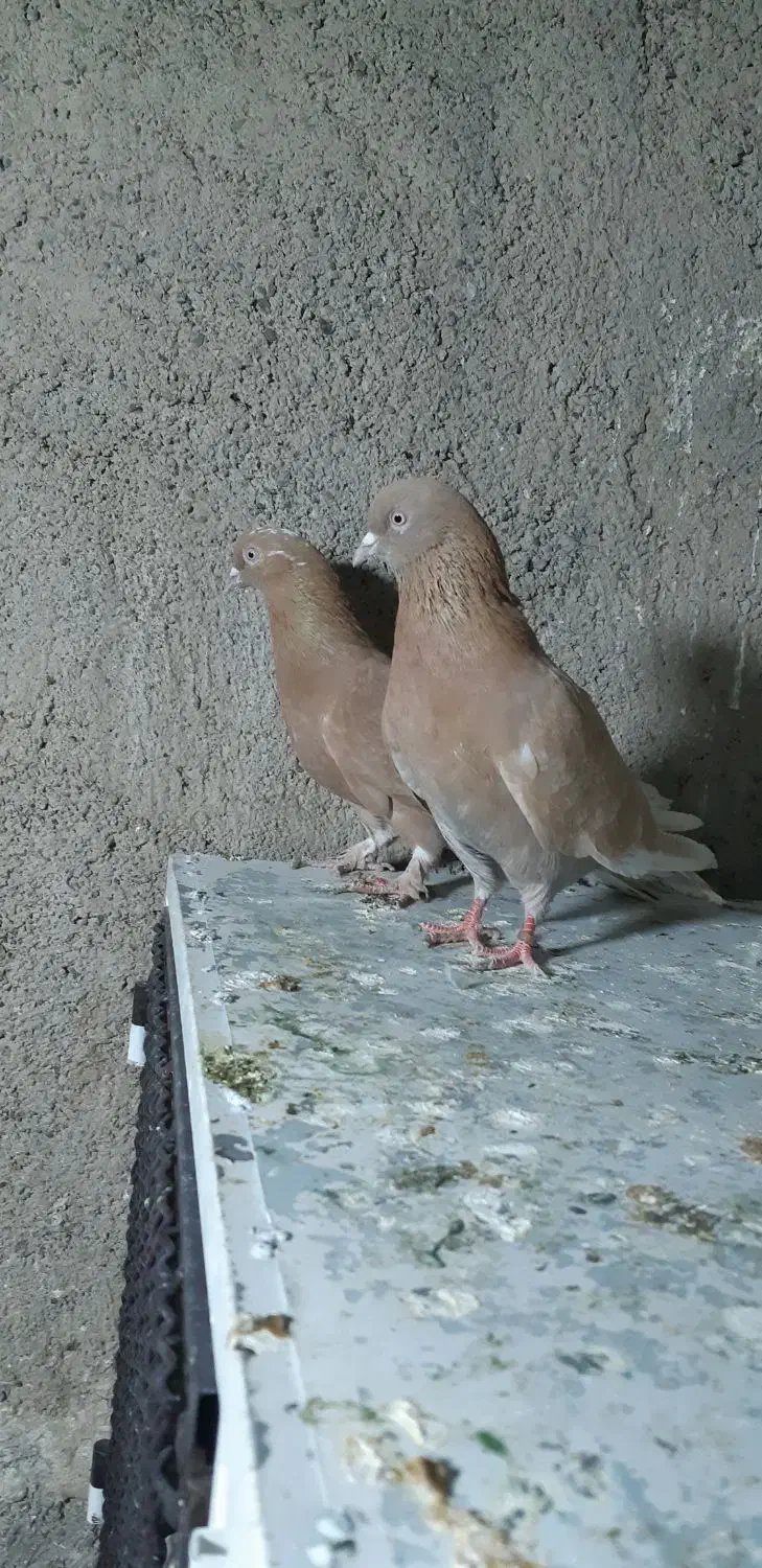 کبوتر زردی|پرنده|نسیم‌شهر, |دیوار