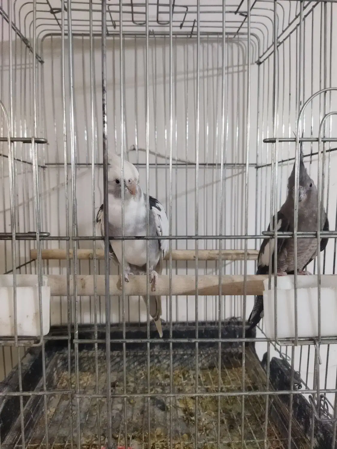 طوطی عروس البینو|پرنده|نظرآباد, نظرآباد|دیوار