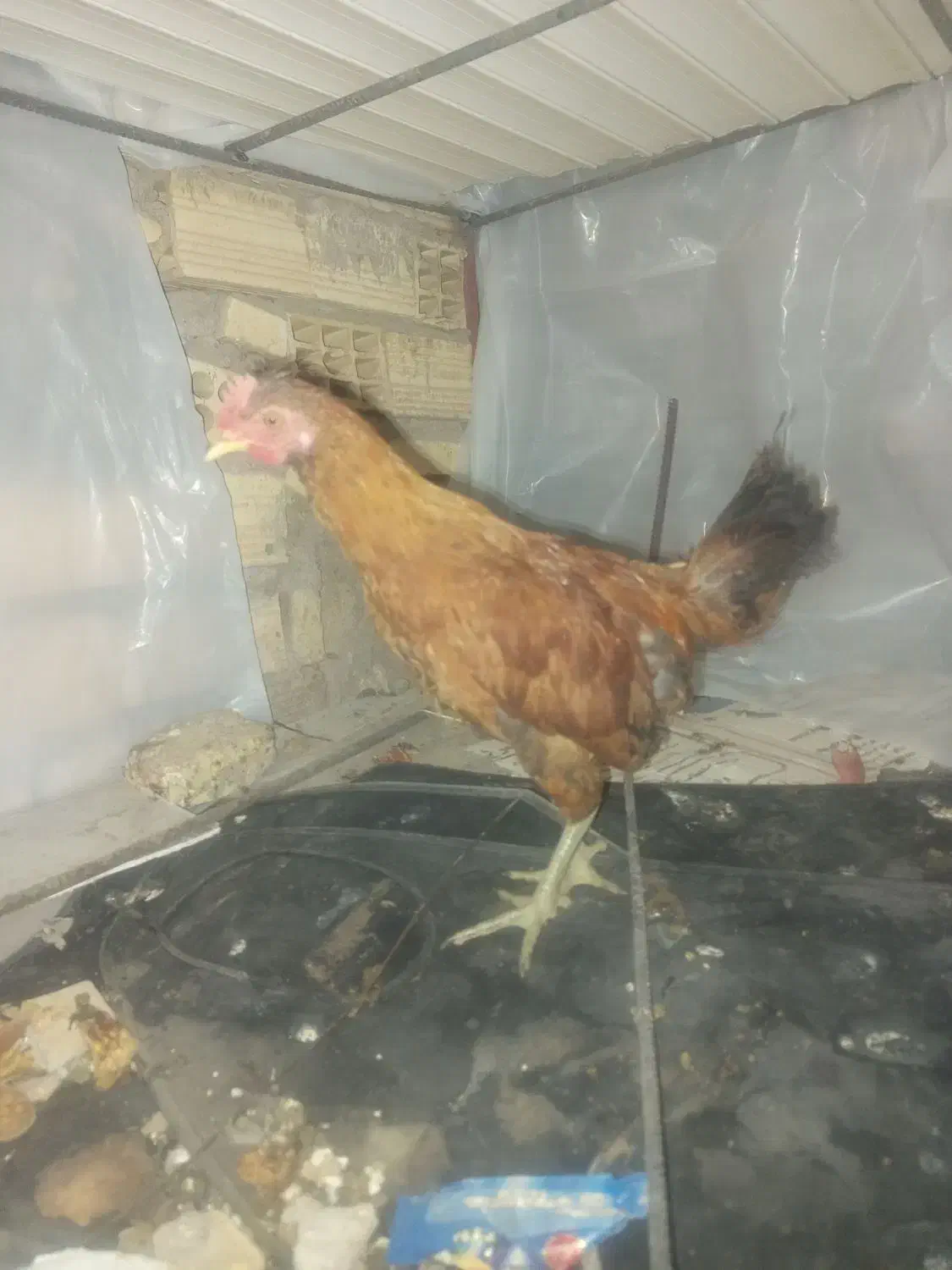 فروش جوجه خروس|حیوانات مزرعه|سیرجان, |دیوار