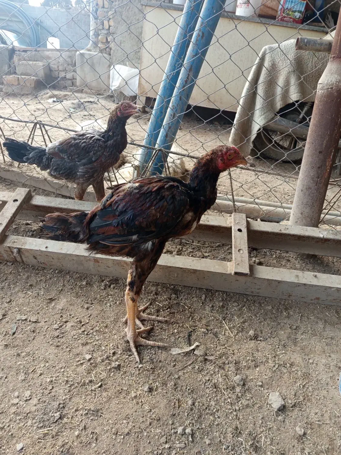 خروس لاری|حیوانات مزرعه|اصفهان, ارداجی|دیوار