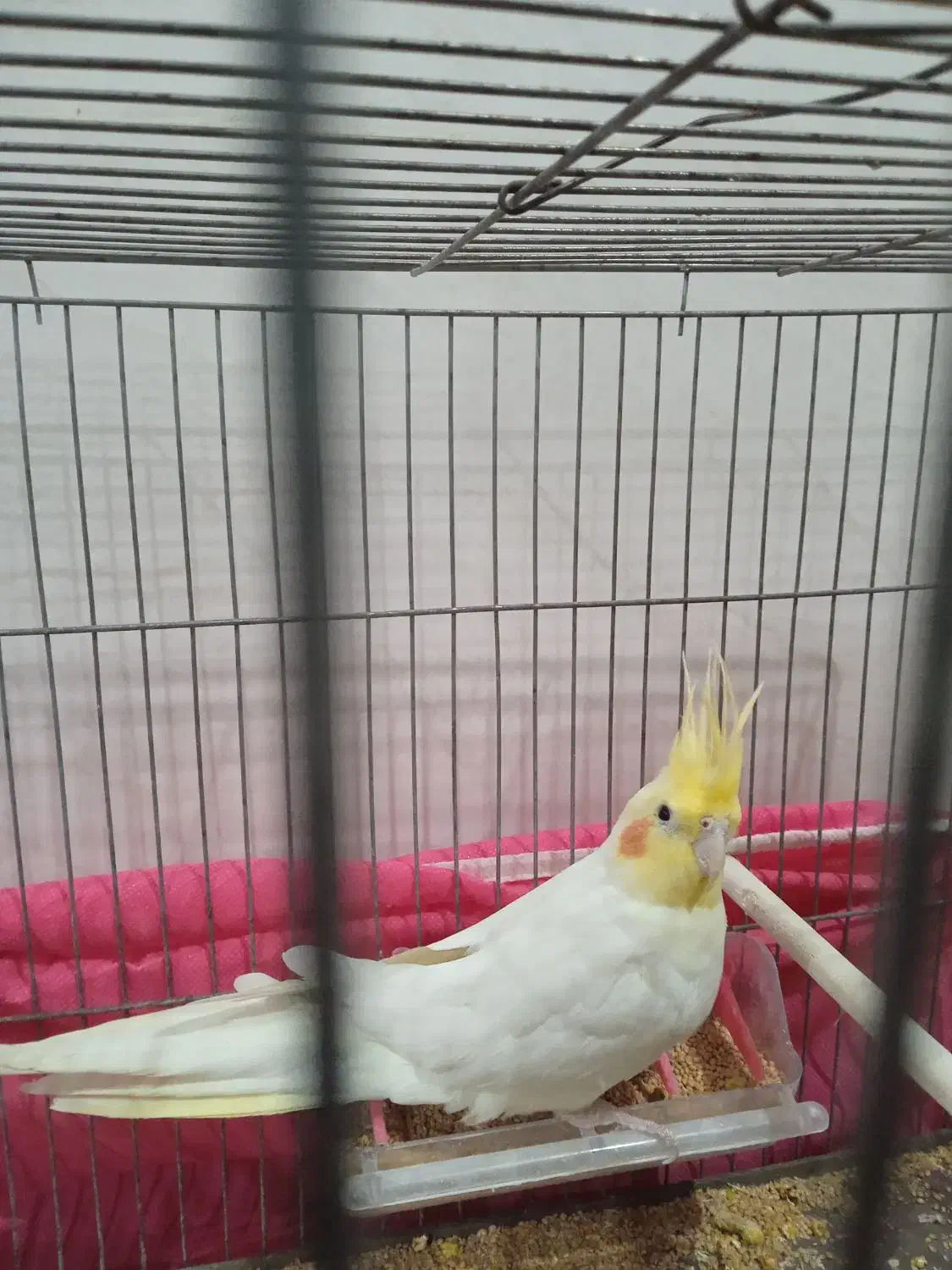 عروس|پرنده|ایذه, |دیوار