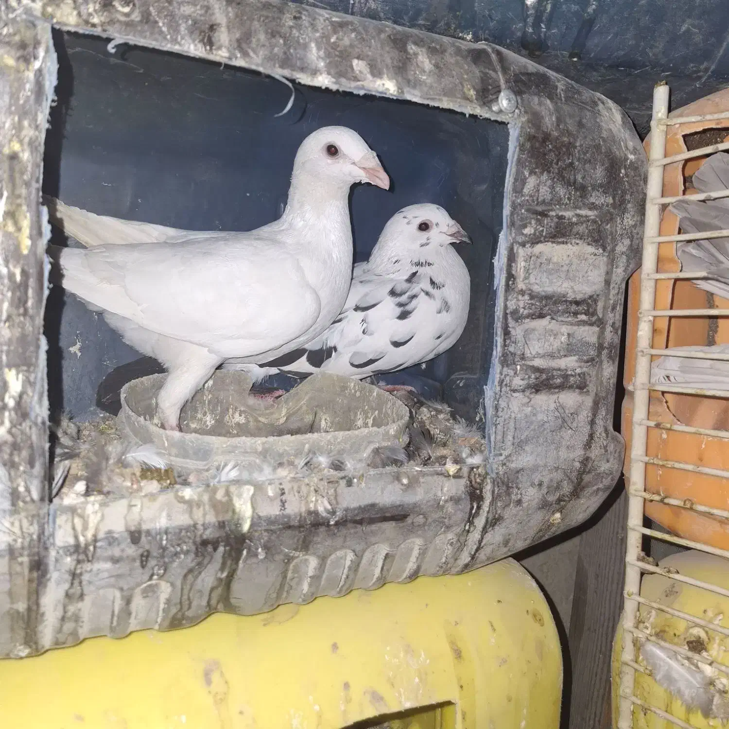 کبوتر|پرنده|قشم, |دیوار