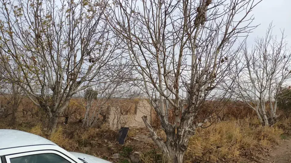 زمین باغی انگور ۶۰۰ متری خوش نقشه|فروش زمین و ملک کلنگی|رباطکریم, منجیل آباد|دیوار