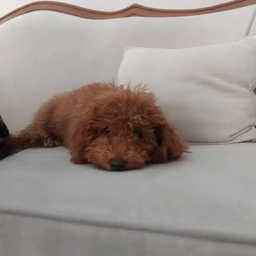 فروش سگ پودل|سگ|شیراز, قدوسی غربی|دیوار