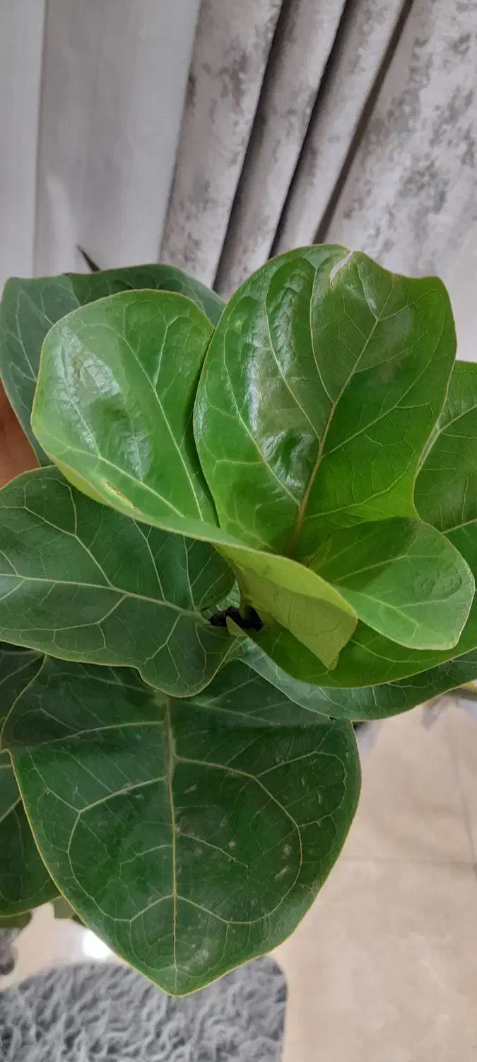 گل لیراتا|گل و گیاه طبیعی|رشت, پیرکلاچای|دیوار