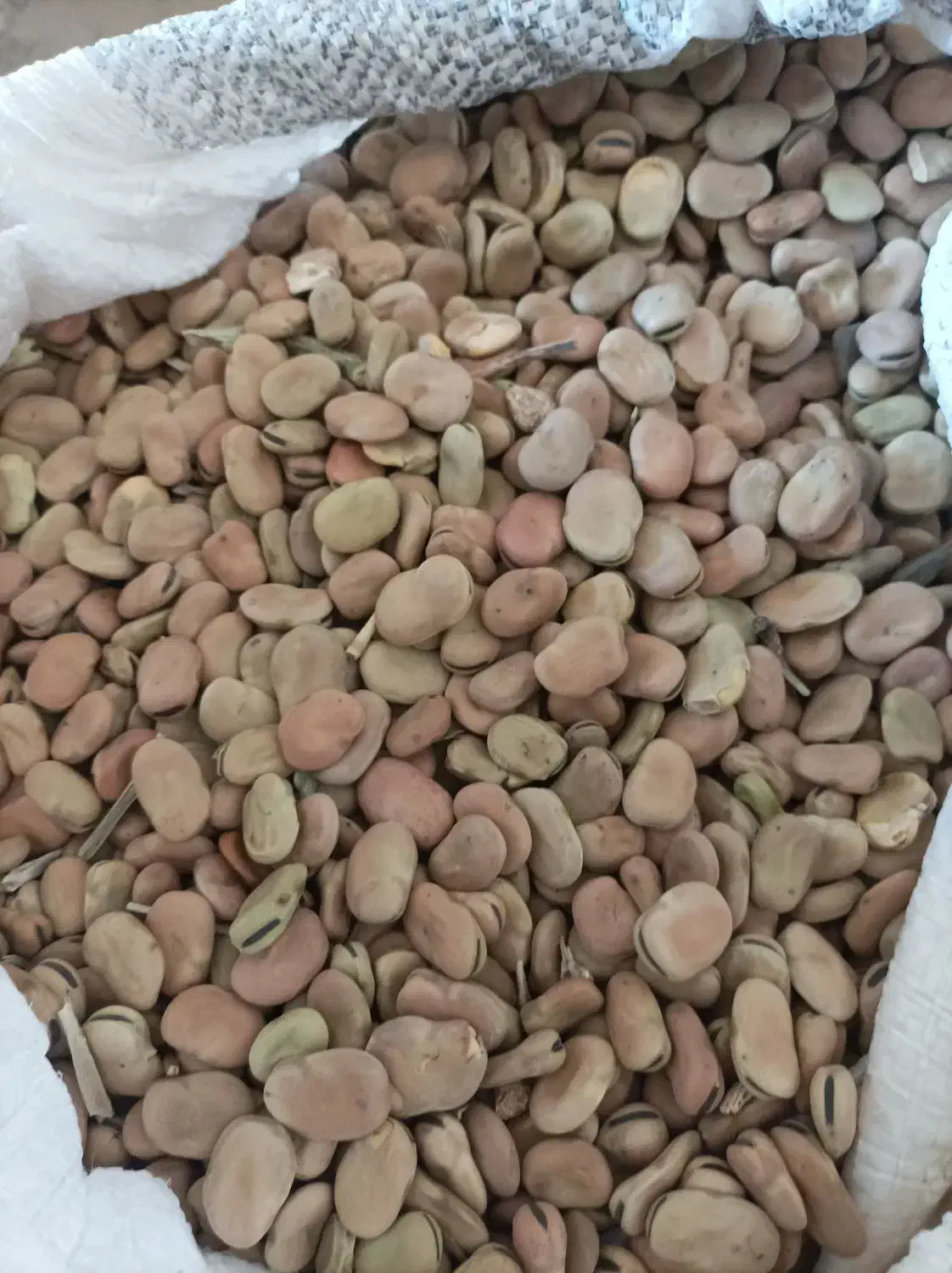 باقله|خوردنی و آشامیدنی|چگنی, |دیوار