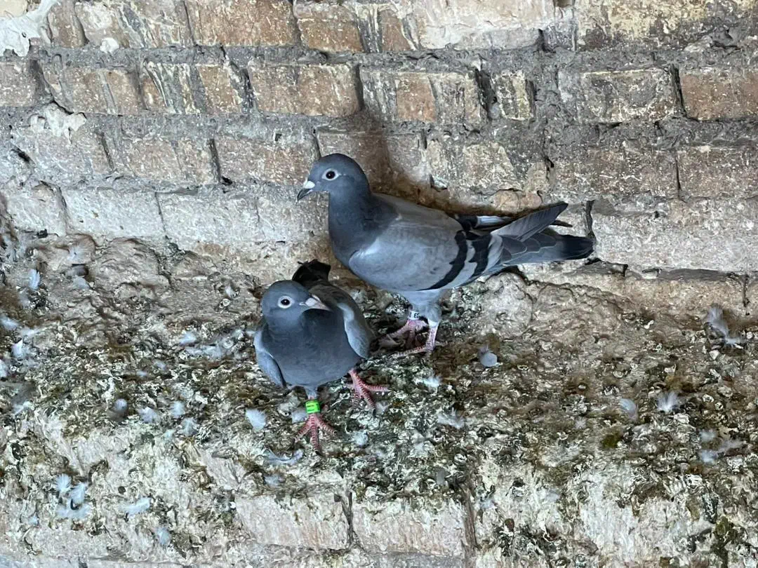 کبوتر|پرنده|کارون, |دیوار