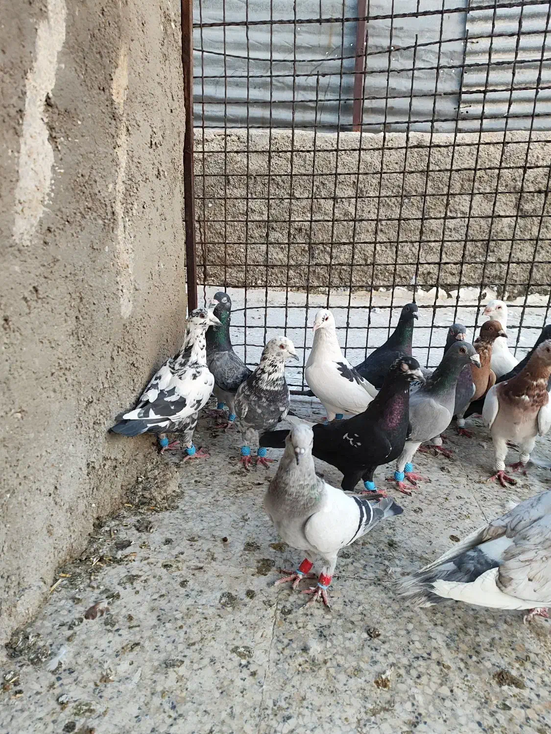 کفتر پلاکی دورگ بیرونی پرشی زرنگ|پرنده|شیراز, شیخ علی چوپان|دیوار