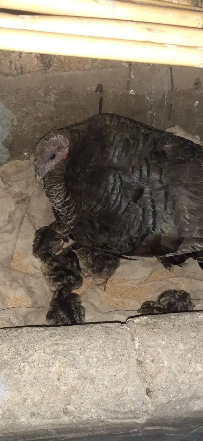 بوقلمون جوجه دار درشت وسالم|حیوانات مزرعه|گنبد کاووس, |دیوار