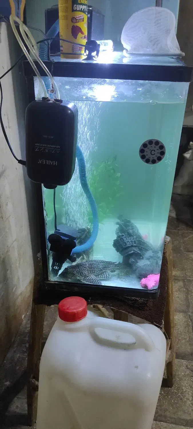 اکواریوم باهمه وصایل|ماهی|قم, کلهری|دیوار