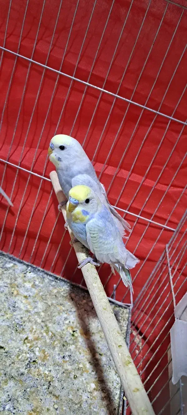 رینبو بالغ|پرنده|سراوان, |دیوار