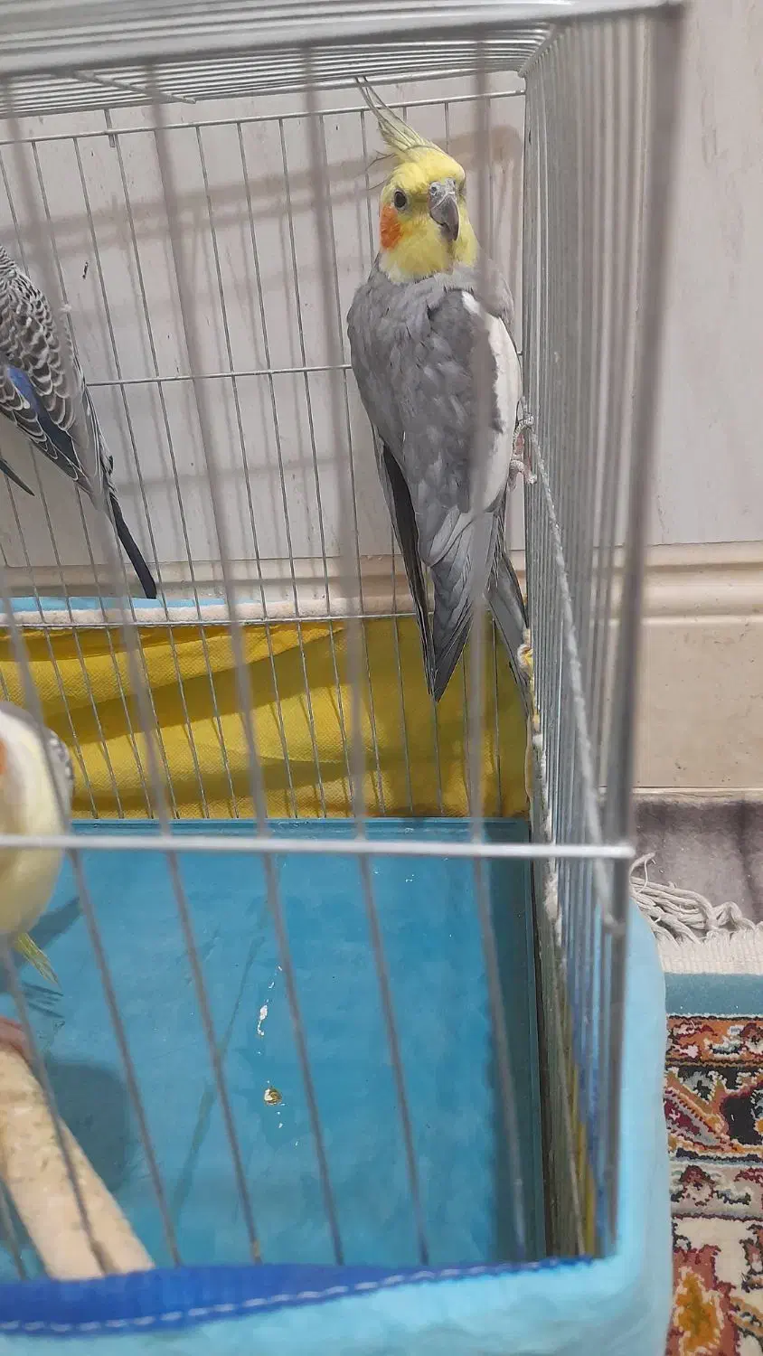 سینامون|پرنده|بهبهان, |دیوار