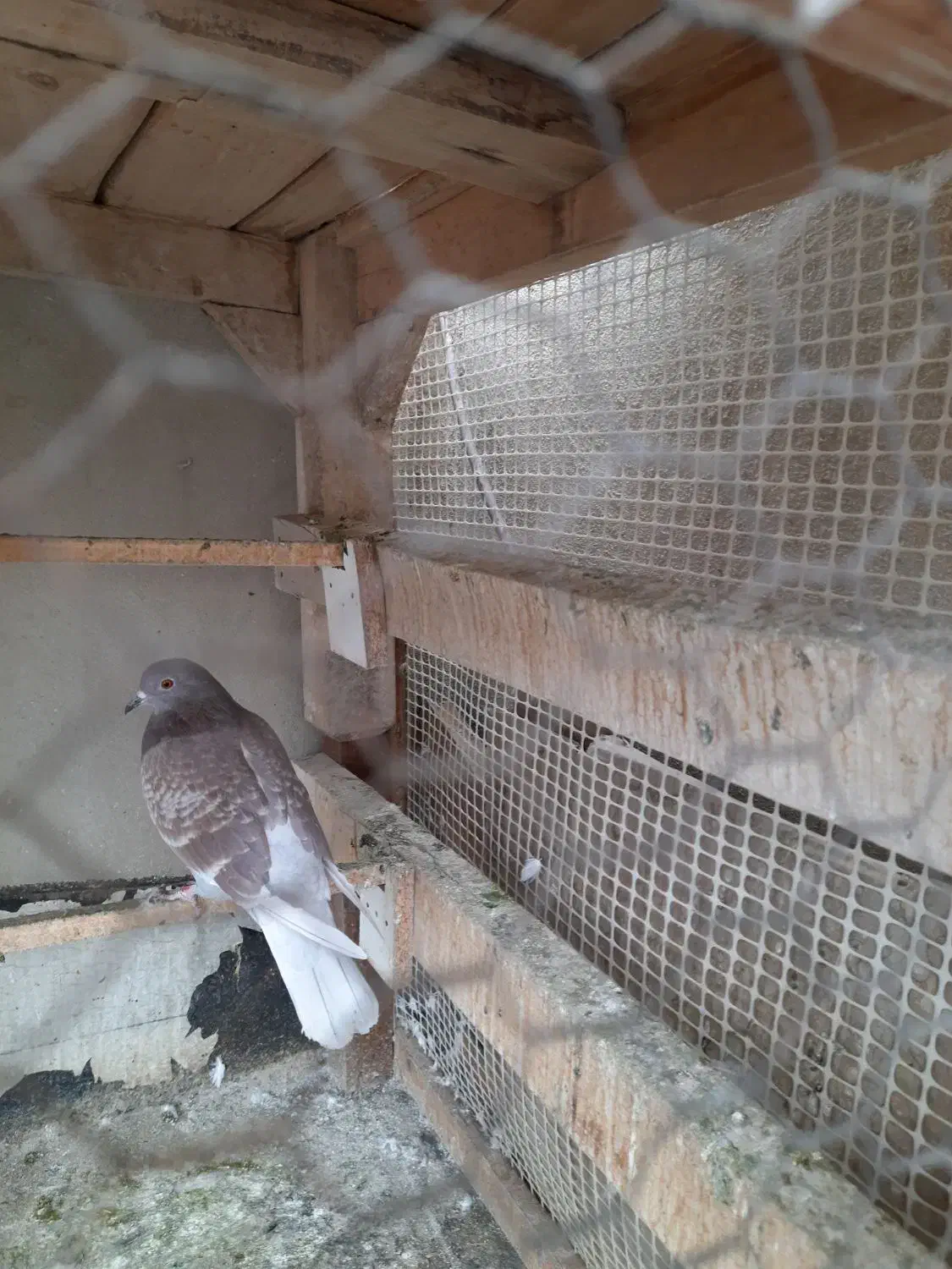 کبوتر|پرنده|قم, پردیسان|دیوار