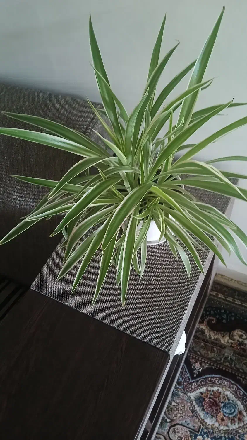 گلهای آپارتمانی|گل و گیاه طبیعی|ساوه, |دیوار