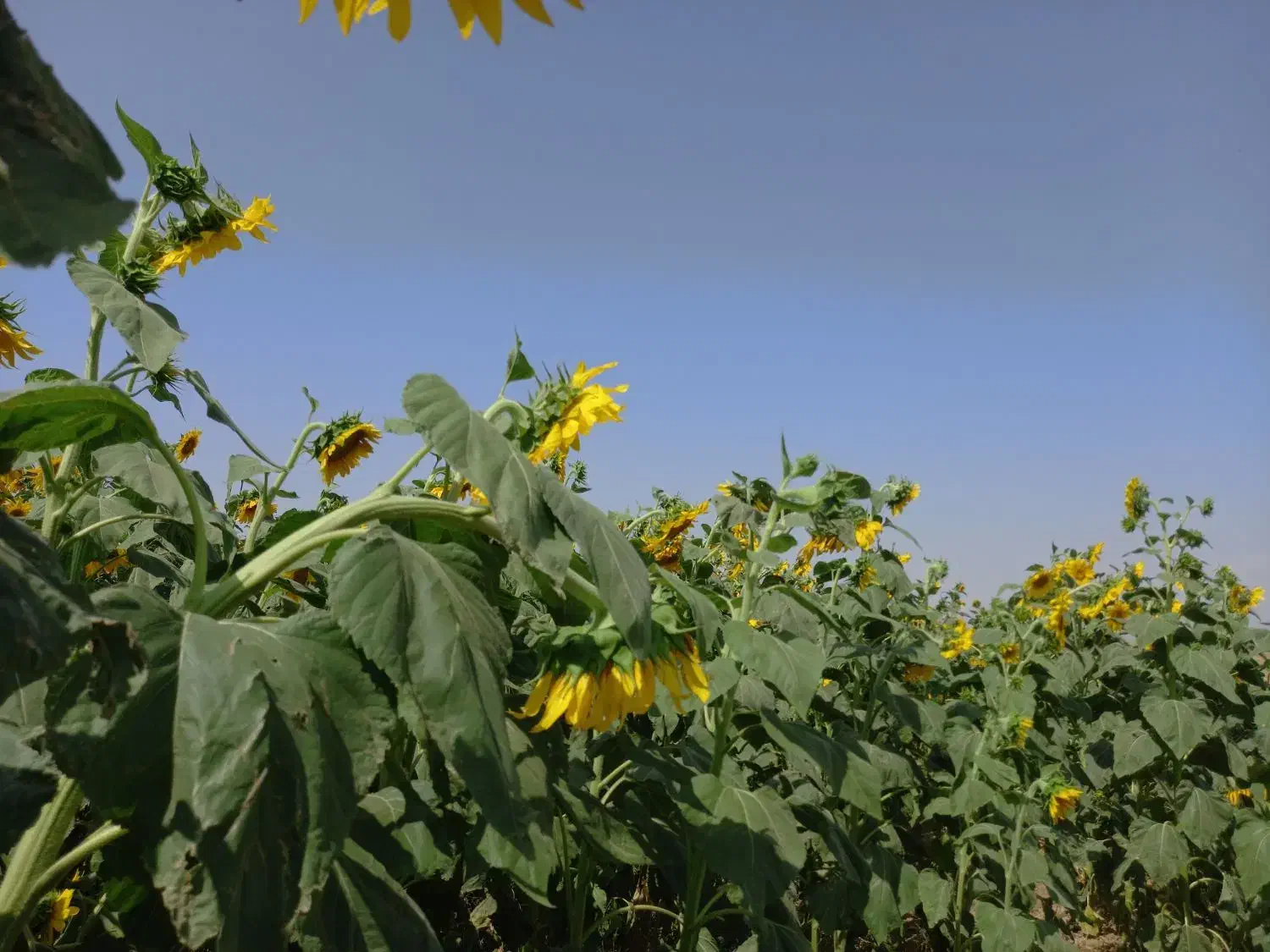 فروش تخمه دورسفید|عمدهفروشی|دشتابی, |دیوار