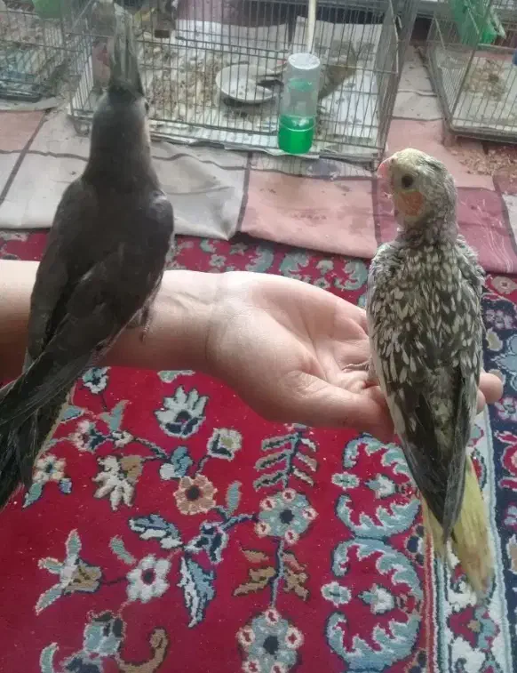 پرنده|پرنده|شهرکرد, |دیوار