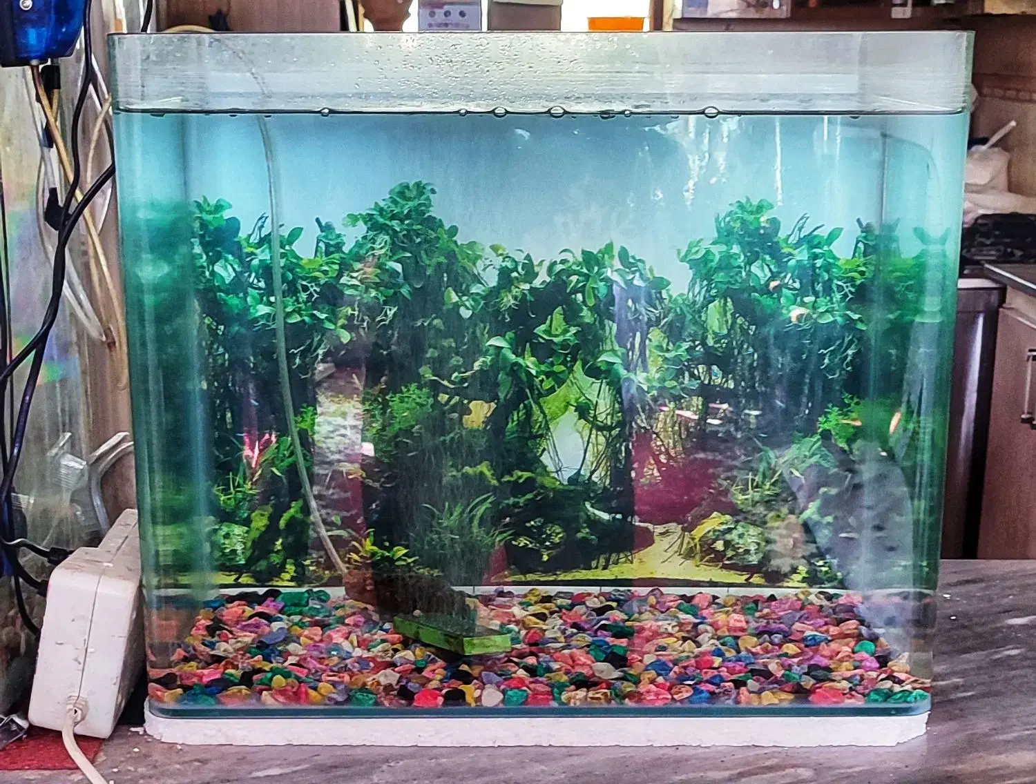 آکواریوم بزرگ سالم شرکتی|ماهی|کرمان, |دیوار