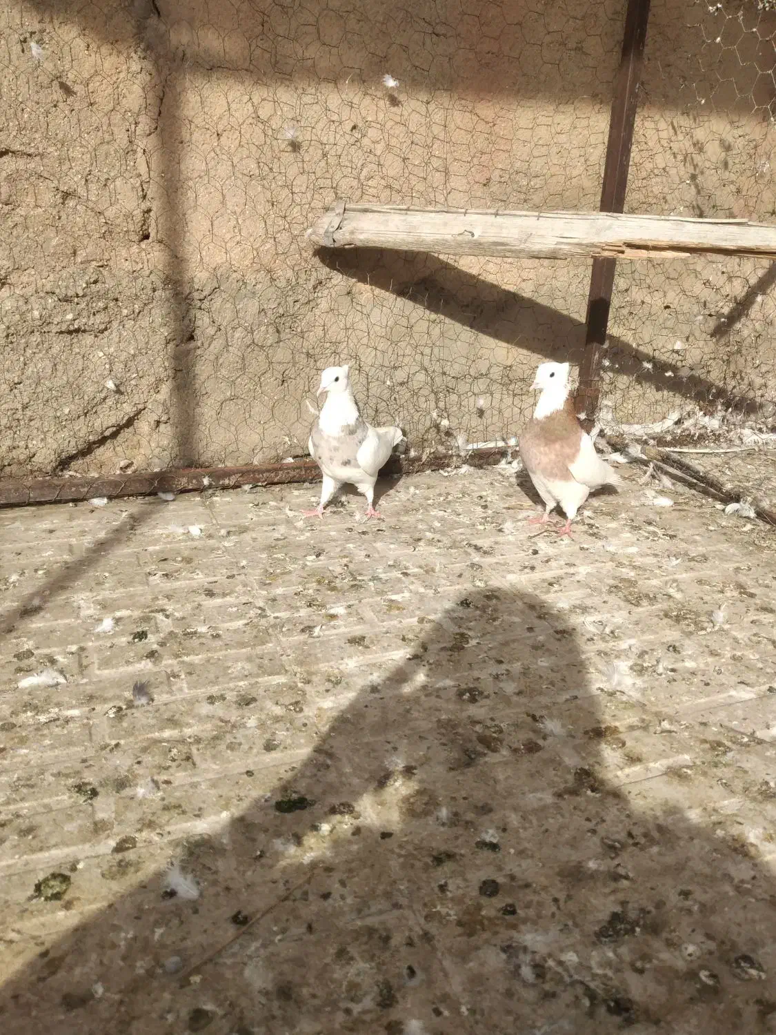 طوقی|پرنده|تویسرکان, |دیوار