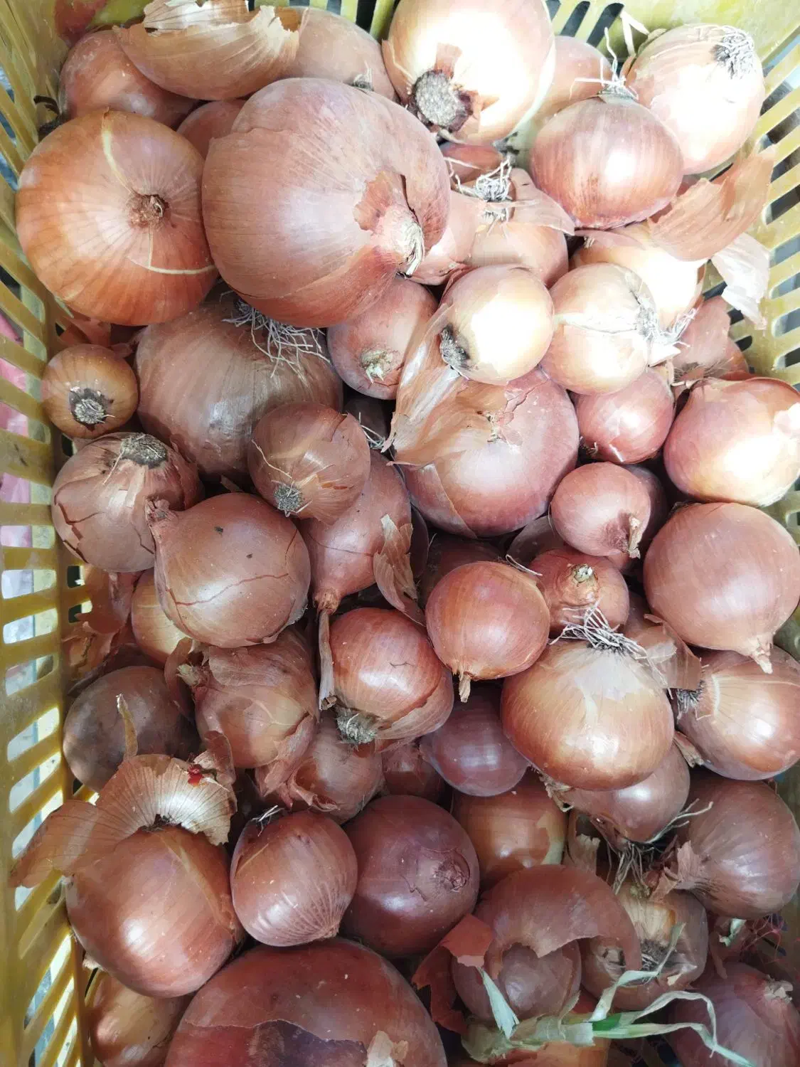 پیاز طلایی|خوردنی و آشامیدنی|سیدان, |دیوار