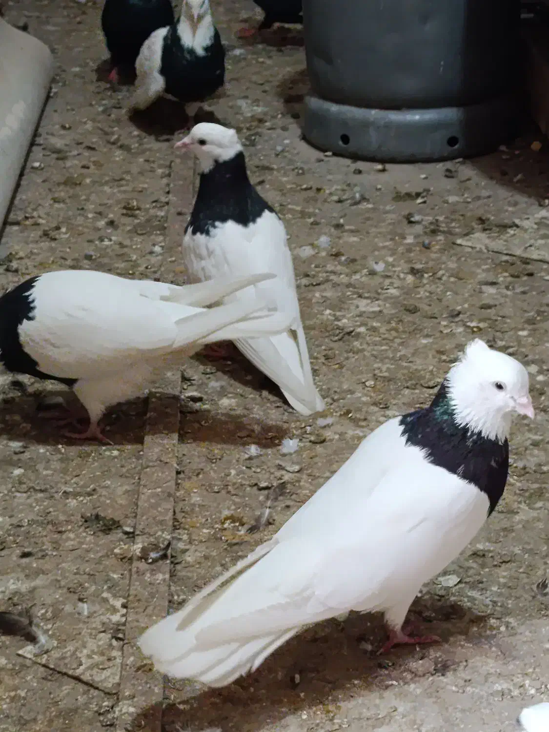 پرنده|پرنده|سوسنگرد, |دیوار