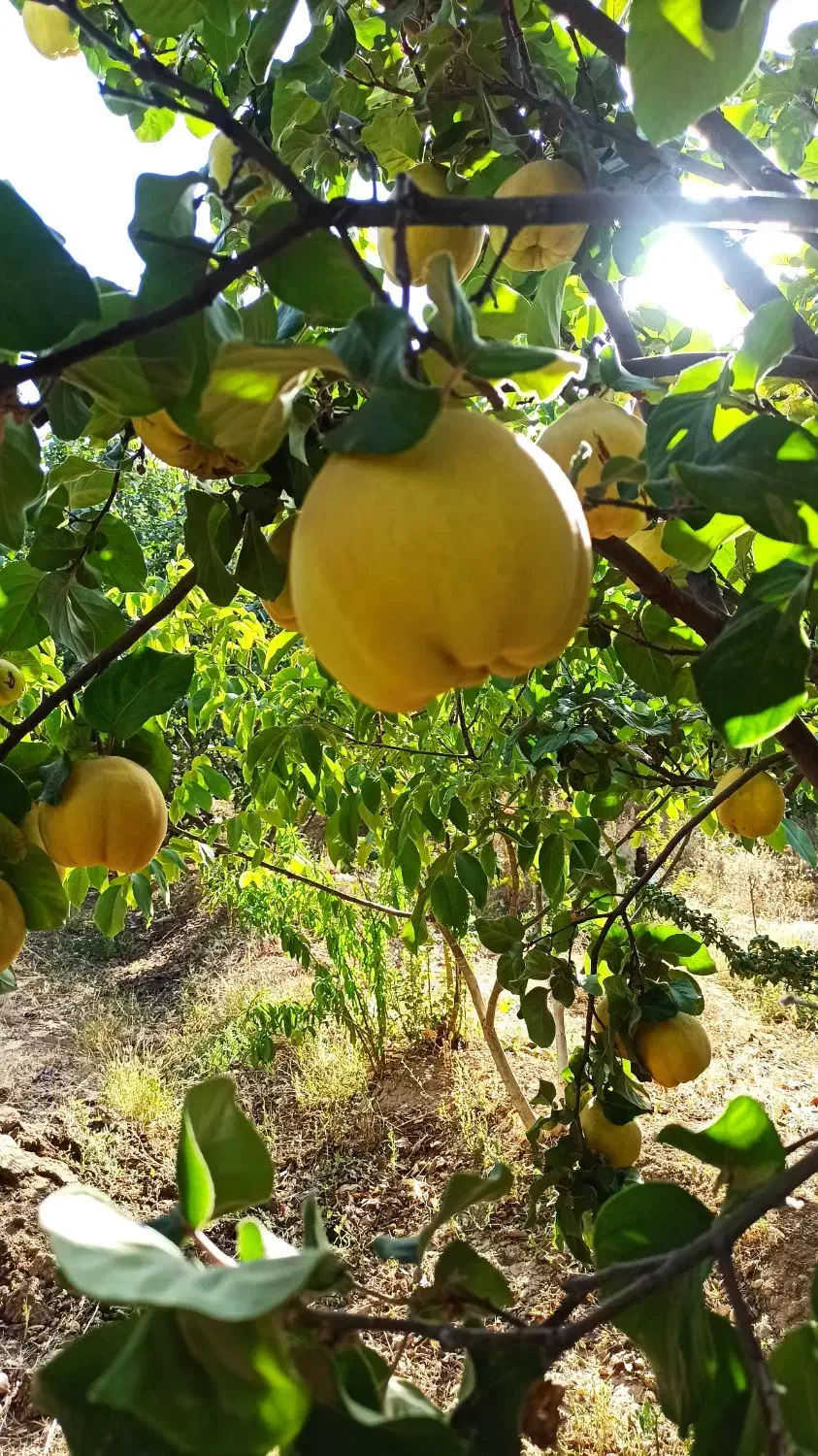 فروش به اصفهانی و محلی|خوردنی و آشامیدنی|بوانات, |دیوار