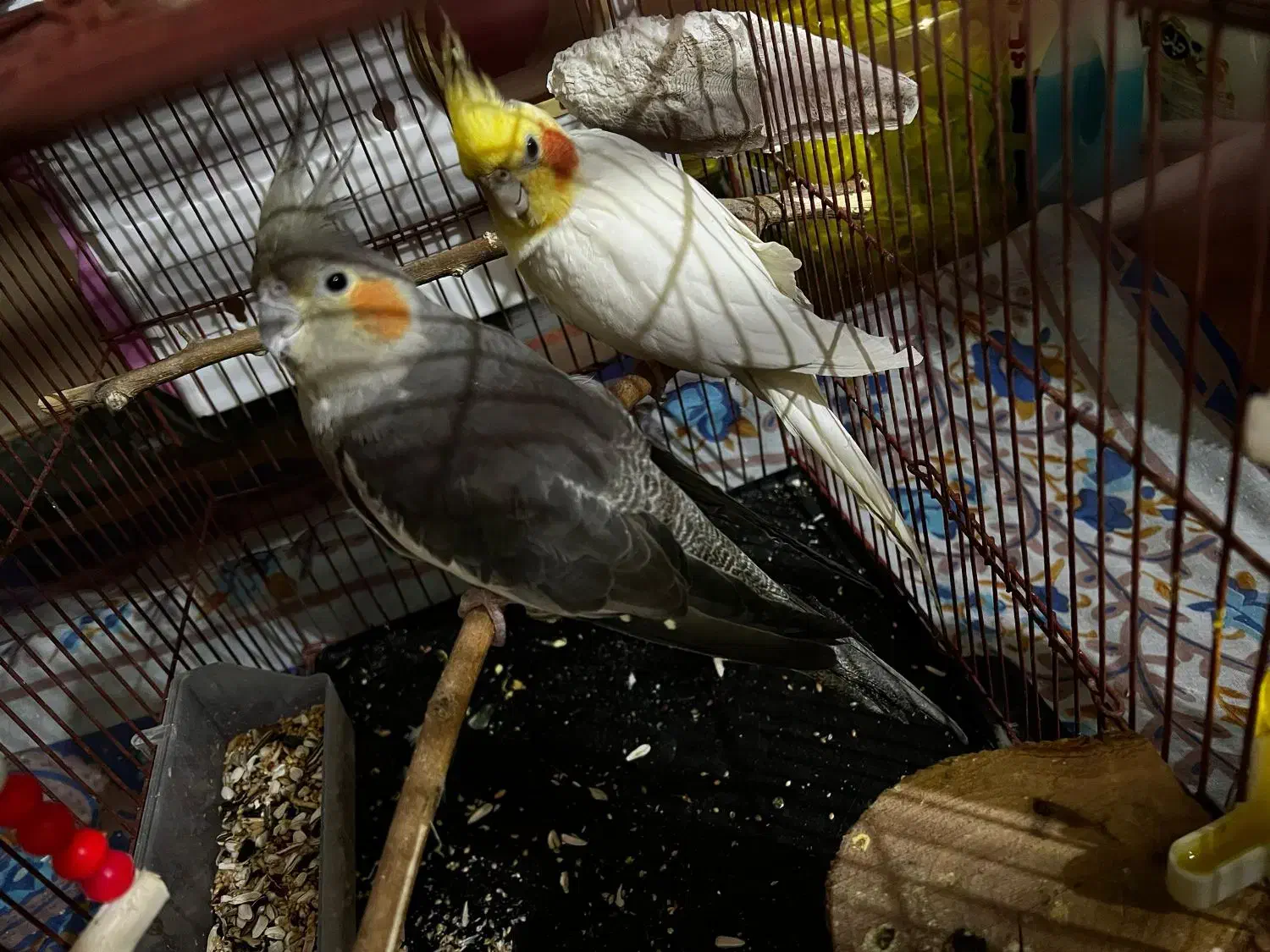 جفت عروس هلندی|پرنده|دوگنبدان, |دیوار