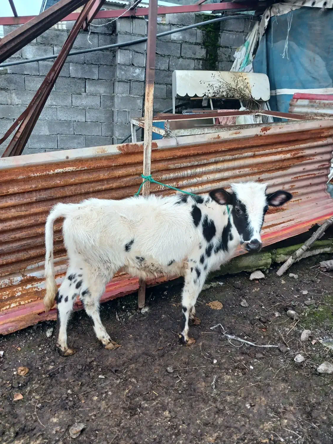 فروش گوساله ماده دورگ اصل|حیوانات مزرعه|حویق, |دیوار