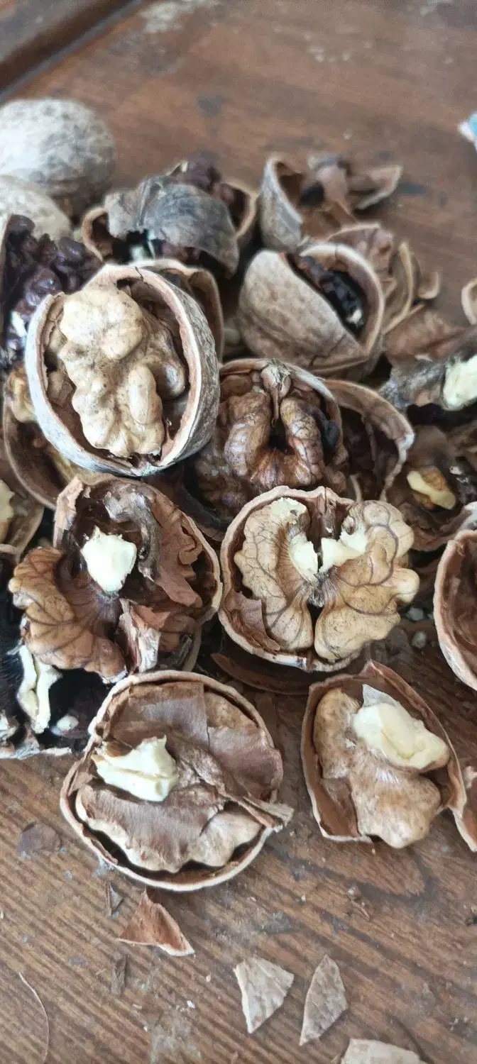 گردوی لرستان خوشمزه حراج|خوردنی و آشامیدنی|قم, انسجام|دیوار