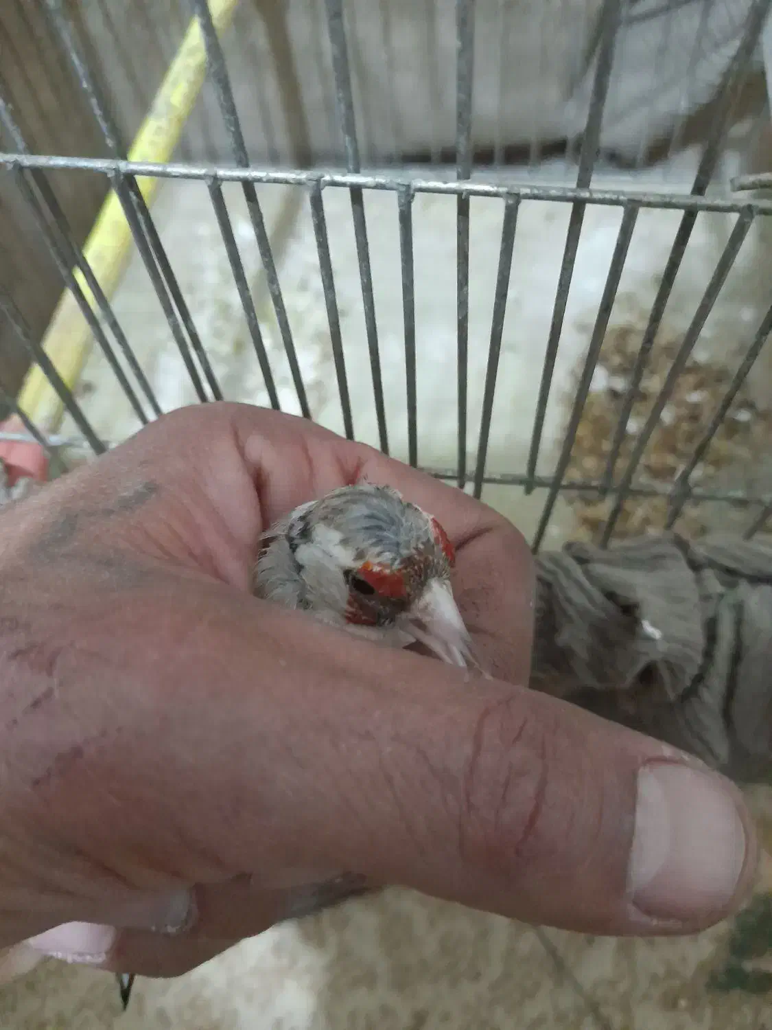 سهره|پرنده|مسجد سلیمان, |دیوار