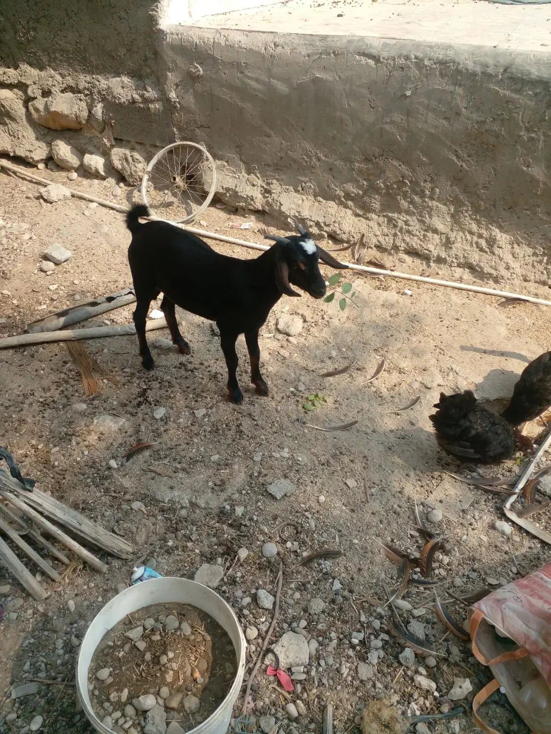 ۲ عدد کهر نر چاق سالم سرحال دوقلو هستن|حیوانات مزرعه|تخت, |دیوار