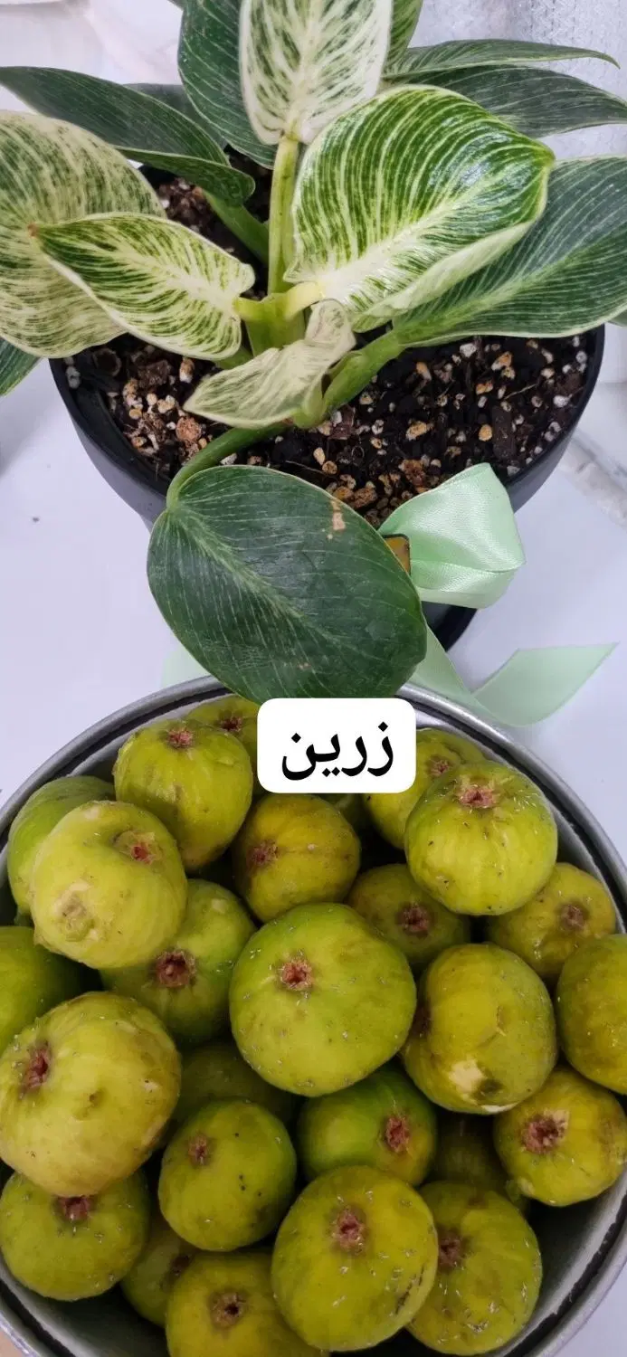 انجیر|خوردنی و آشامیدنی|لاهیجان, طالقانی|دیوار