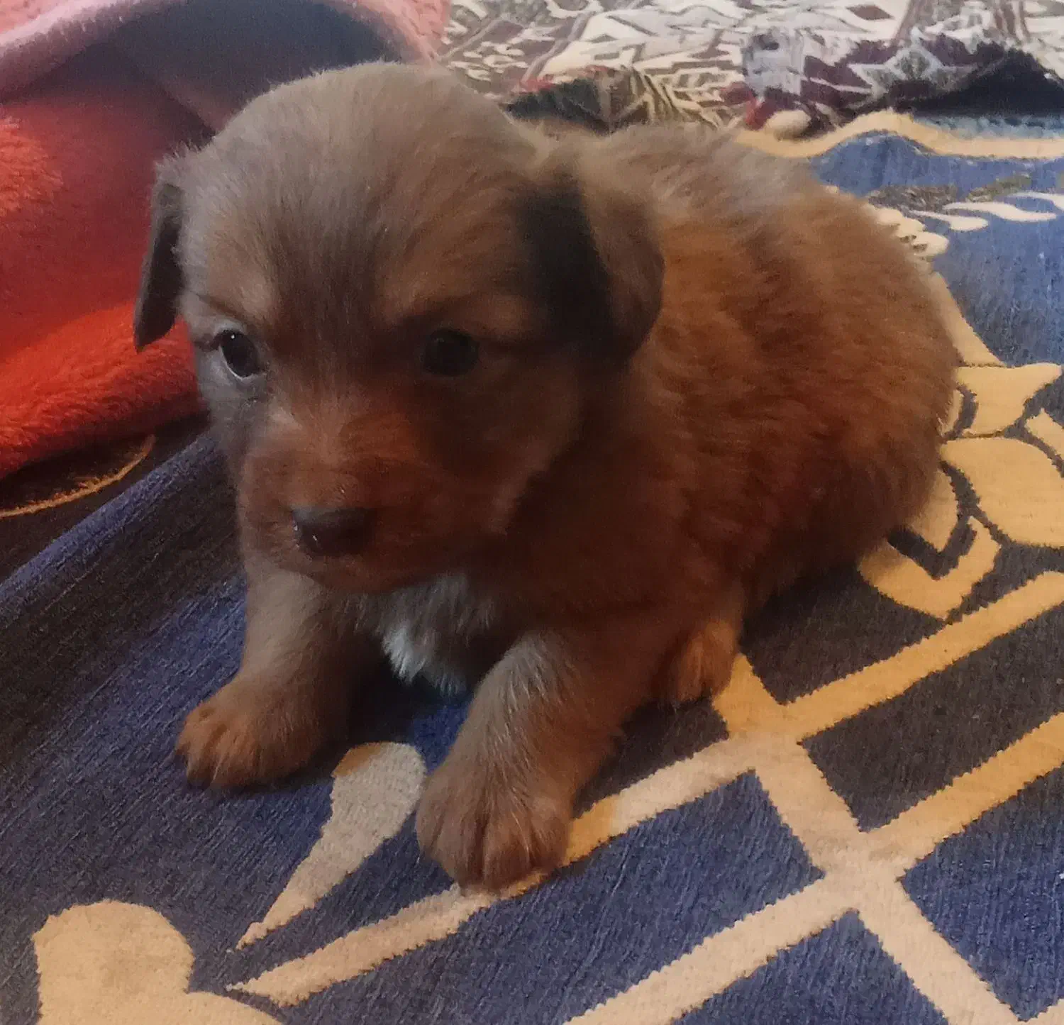 چهار تا توله از نژاد اصیل|سگ|سیرجان, |دیوار