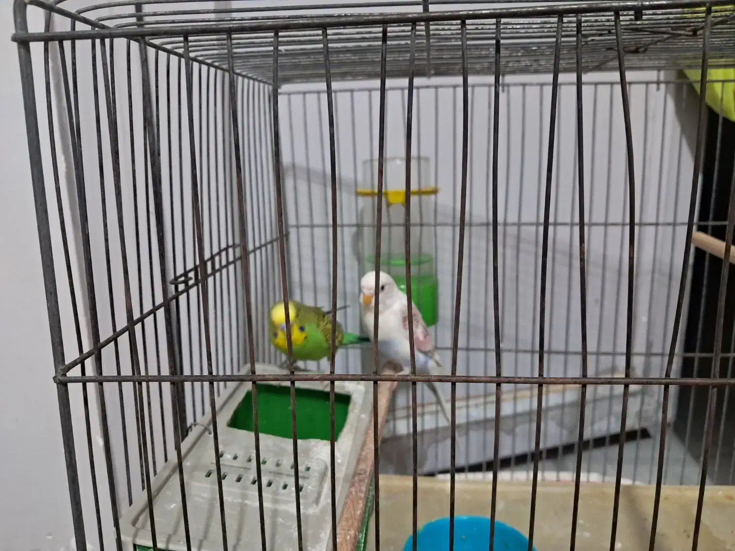 پرنده|پرنده|قرچک, مهدیه|دیوار