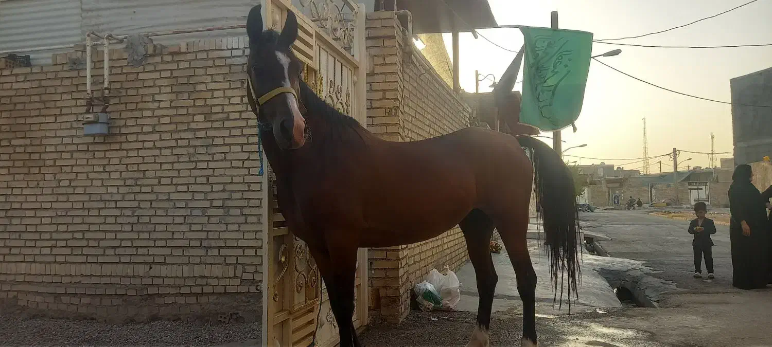 فروش اسب یک سر مدرک دار به علت احتایج مالی|اسب و تجهیزات اسب‌سواری|شوش, |دیوار