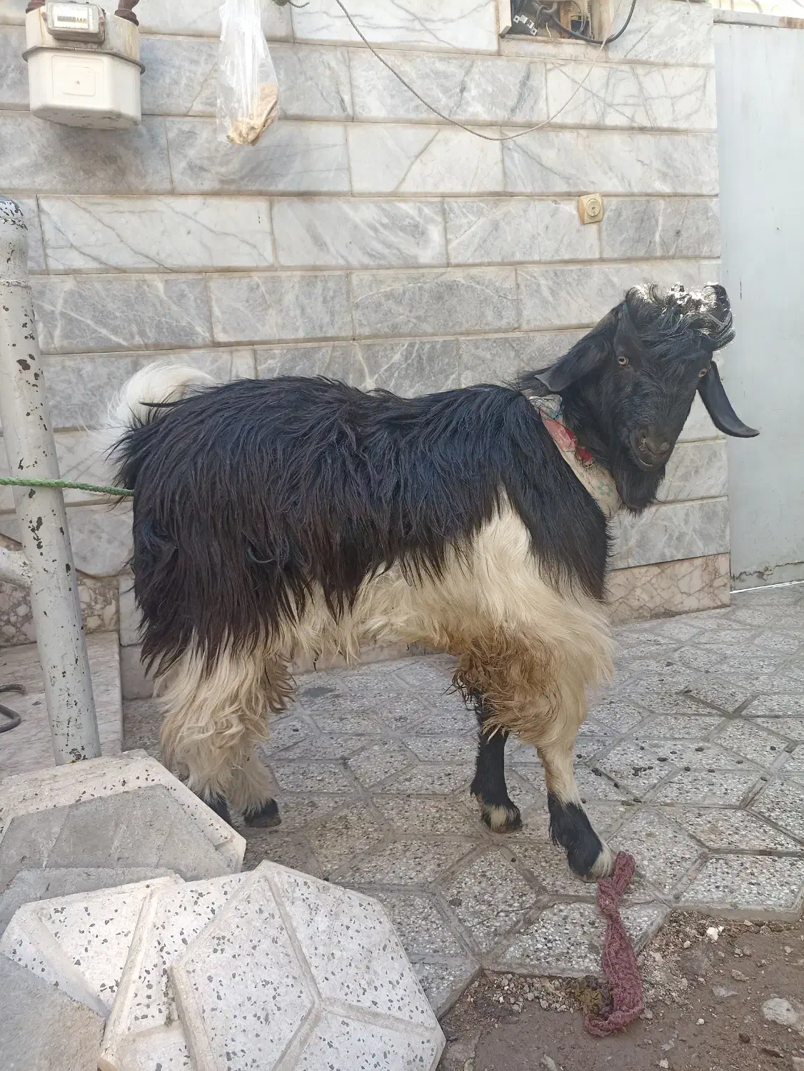 بزه نر|حیوانات مزرعه|مشهد, رده|دیوار